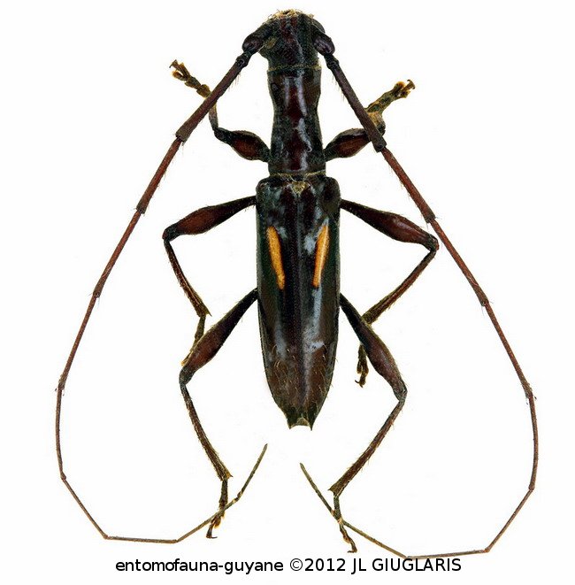 Gnomibidion diagrammum  (Bates, 1870)