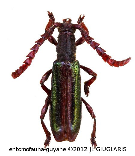 Piezocera aenea  (Bates, 1867)