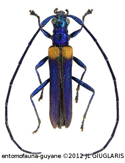 Paracometes acutipennis ? (Buquet, 1851)