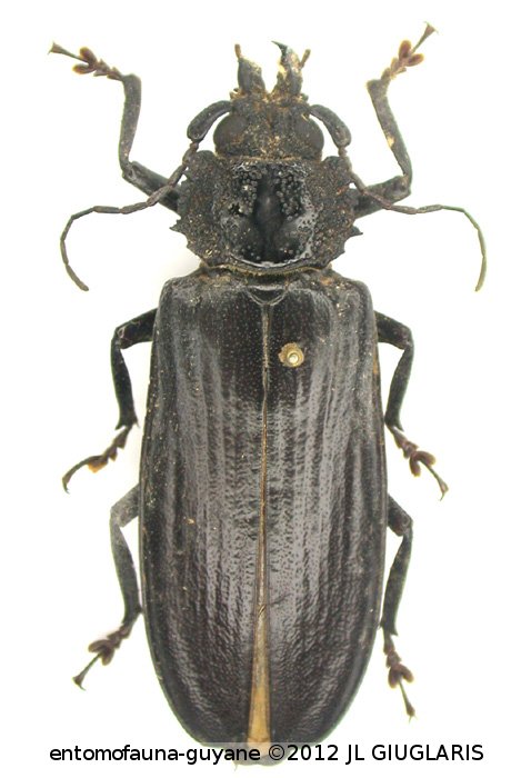 Physopleurus sp