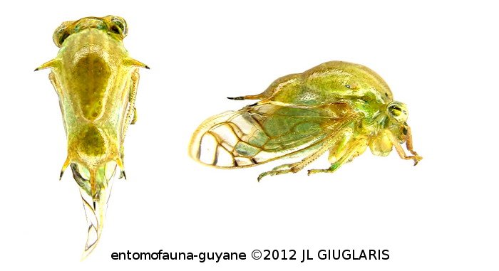 Membracidae Gen sp86