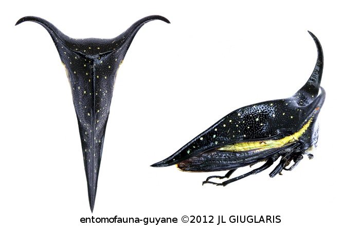 Hemikyptha marginata (Fabricius, 1775)