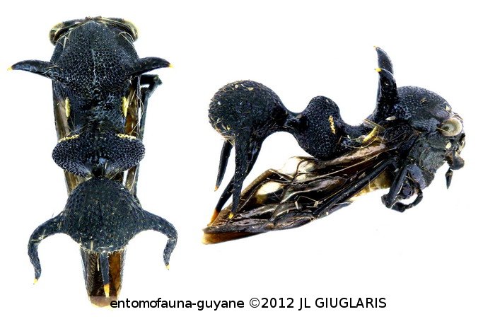 Heteronotus nigrogiganteus Boulard, 1980  ♀