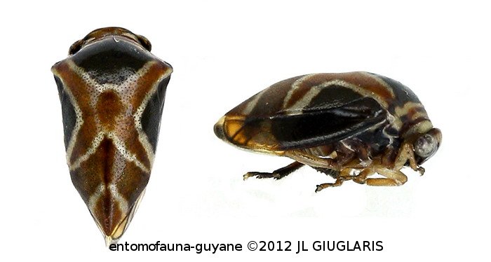 Horiola arcuata (Fabricius, 1803)