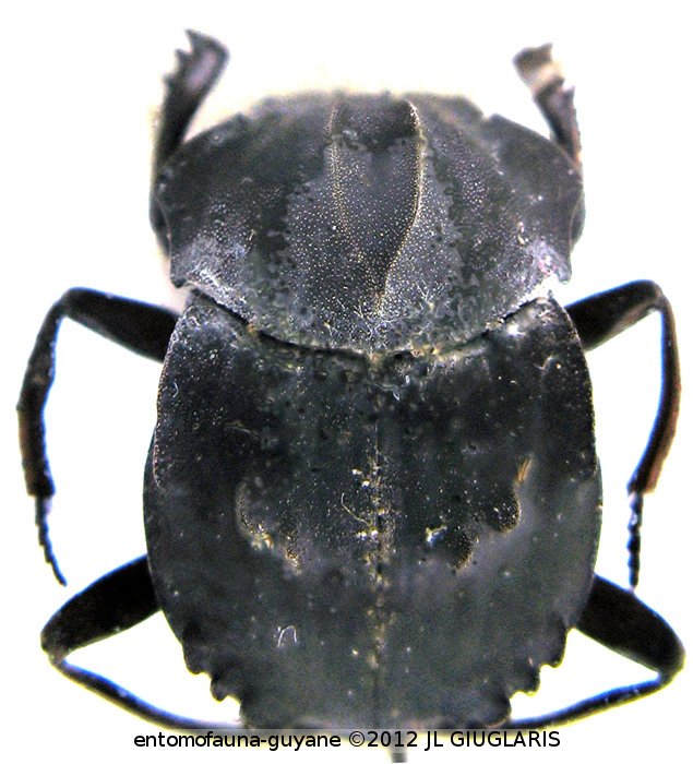 Deltochilum (Calhyboma) carinatum (Westwood, 1837)