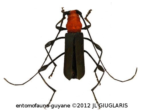 Ischionodonta amazona  (Chevrolat, 1859)