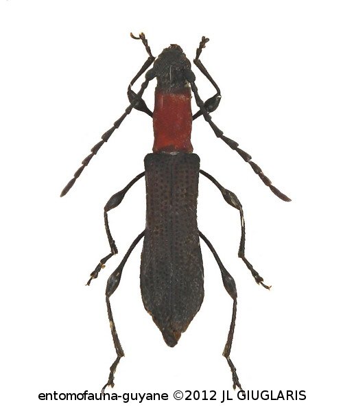 Dihammaphora pusilla  Bates, 1870