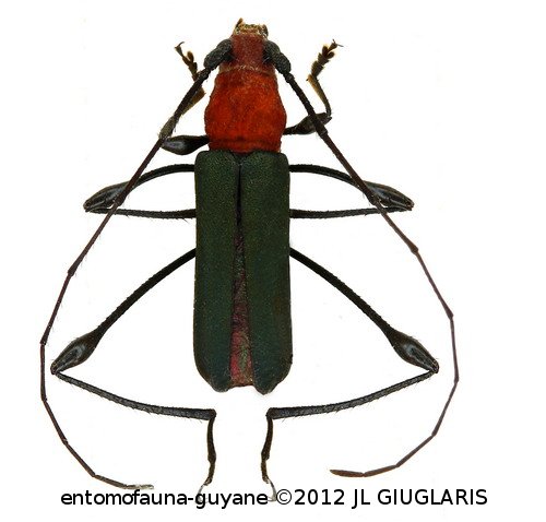 Ischionodonta versicolor  (Chevrolat, 1859)