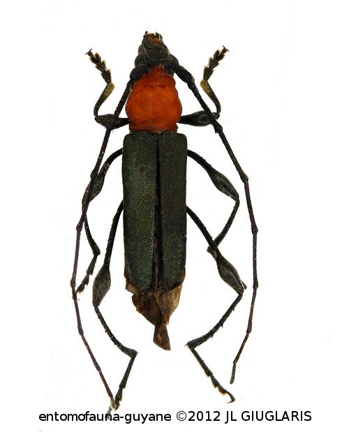 Ischionodonta brasiliensis ? (Chevrolat, 1859)