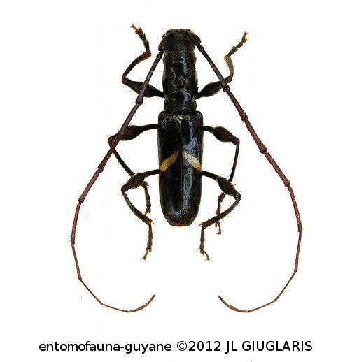 Kunaibidion giesberti  Martins & Galileo 2014