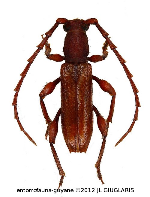 Gorybia orygma ? Martins, 1976