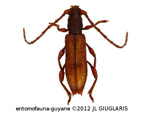 Gorybia pusilla ? (Bates, 1870)