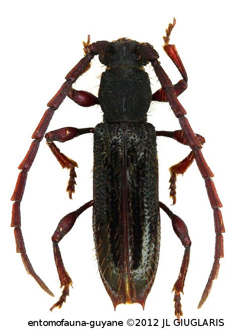 Hemilissa catapotia Martins, 1976