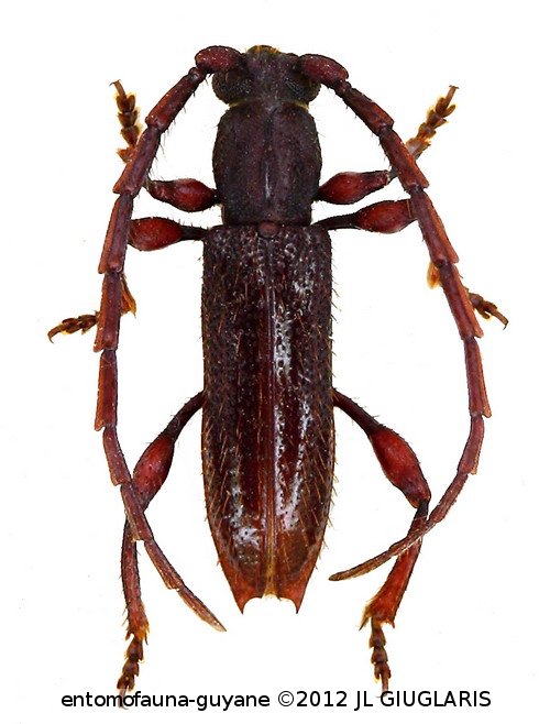 Hemilissa sulcicollis ? Bates, 1870