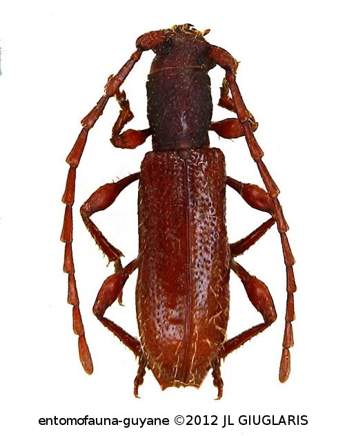 Piezocerini Gen sp G101