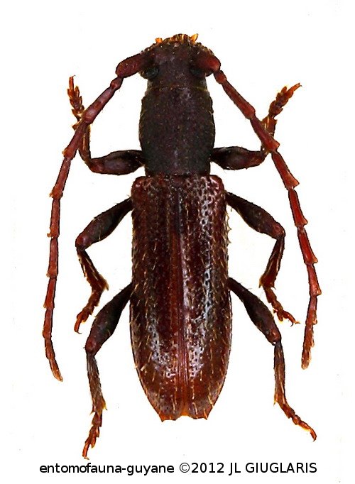 Piezocerini Gen sp G102
