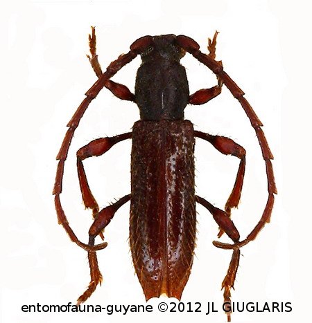 Piezocerini Gen sp G94