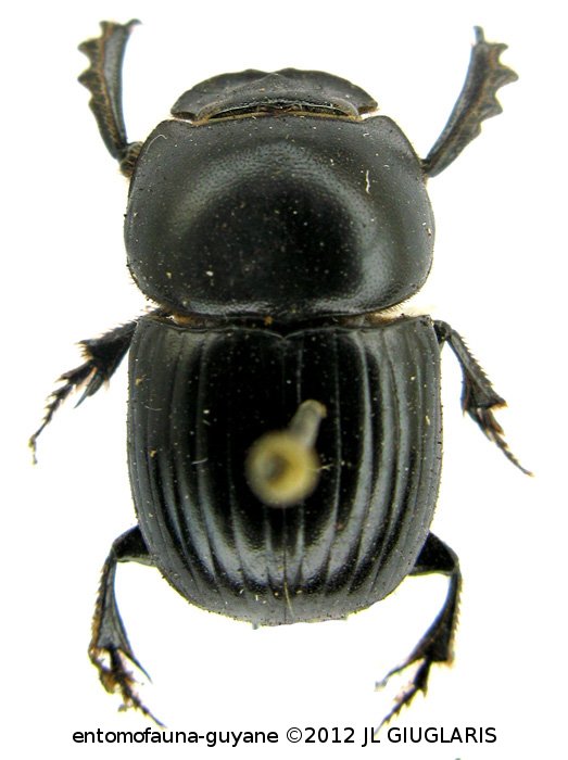 Scarabaeinae Gen sp2