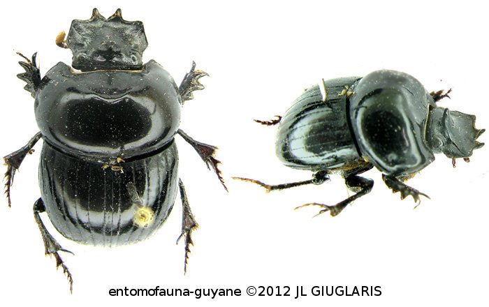 Scarabaeinae Gen sp1