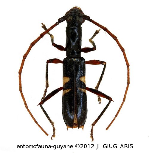 Hexoplonini Gen sp G77