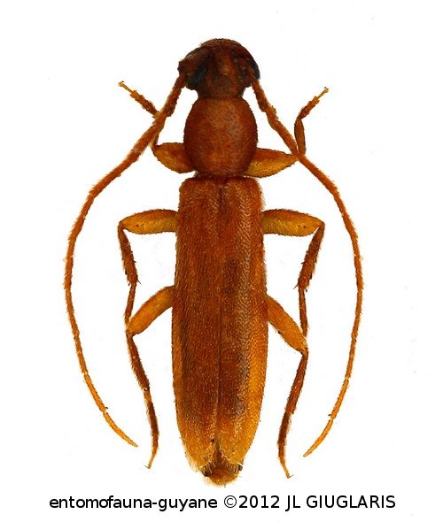 Atenizus simplex  Bates, 1884
