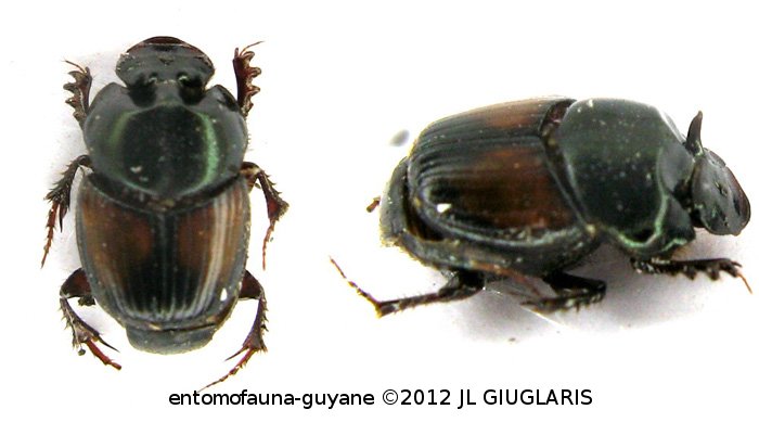 Onthophagus rubrescens  Blanchard, 1843