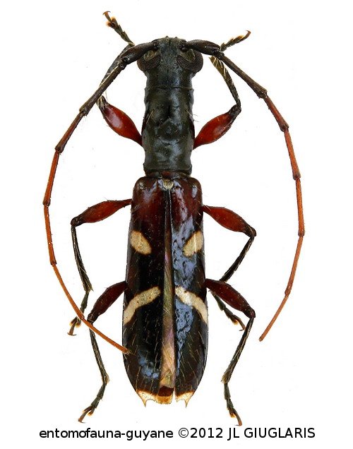 Asynapteron eburnigerum ? (Aurivillius, 1899)