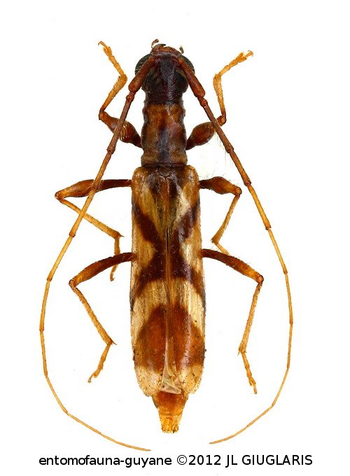 Ophtalmibidion auba ? Martins & Galileo, 1999