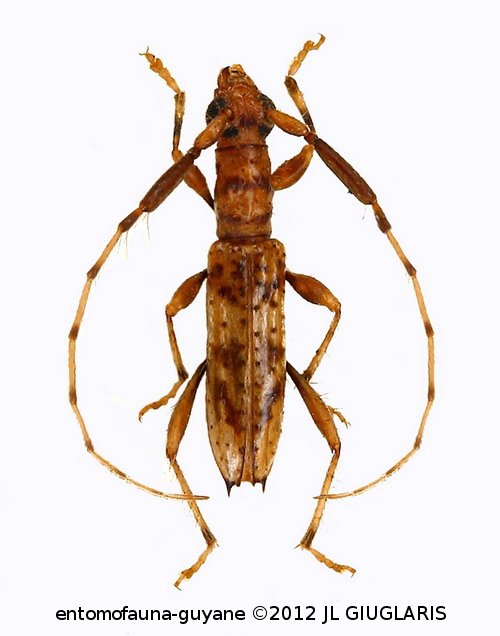 Compsibidion armantei  (Martins, 1960)