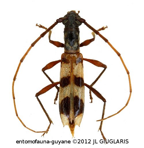 Neoibidionini Gen sp G71