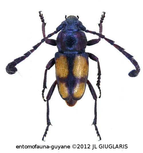 Lissonotus cruciatus   Dupont, 1836 