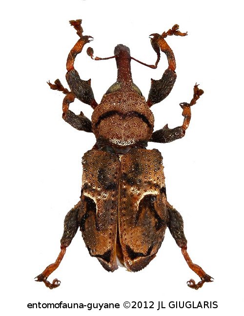 Curculionidae Gen sp71