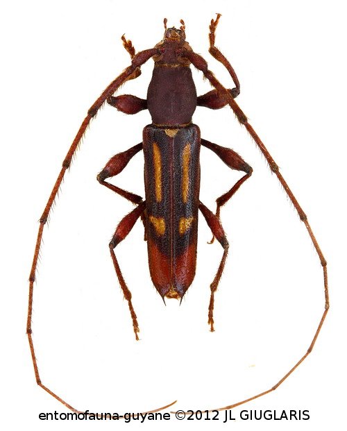 Tricheurymerus quadristigma  (Gounelle, 1909)