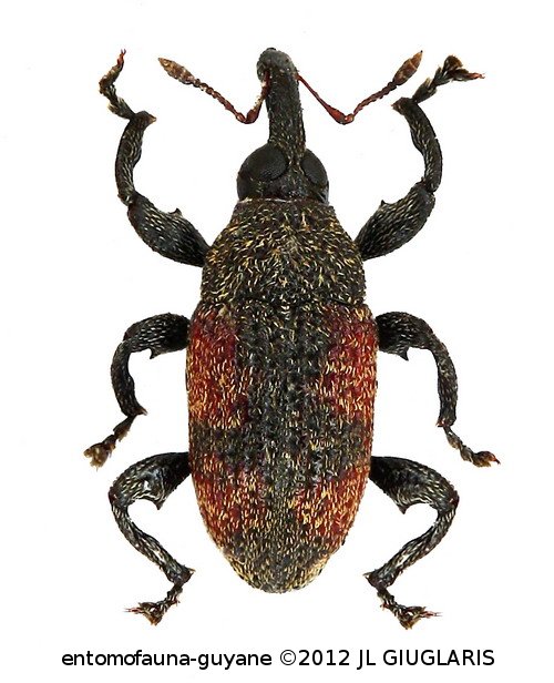 Curculionidae Gen sp73