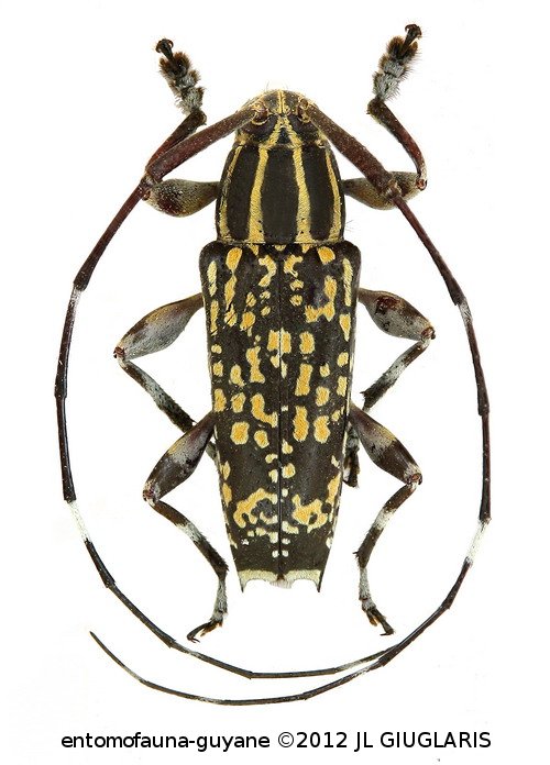 Colobothea carneola  Bates, 1865