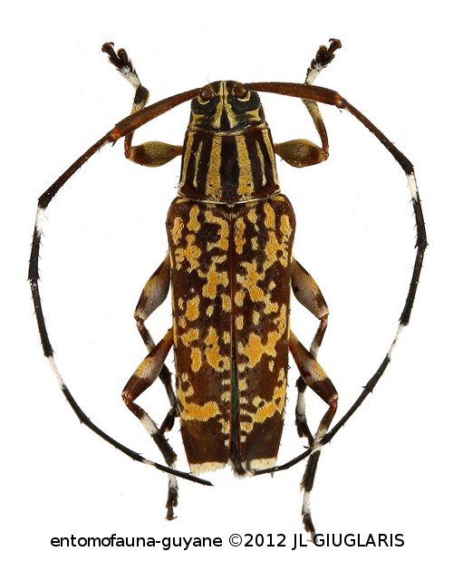 Colobothea juncea  Bates, 1865