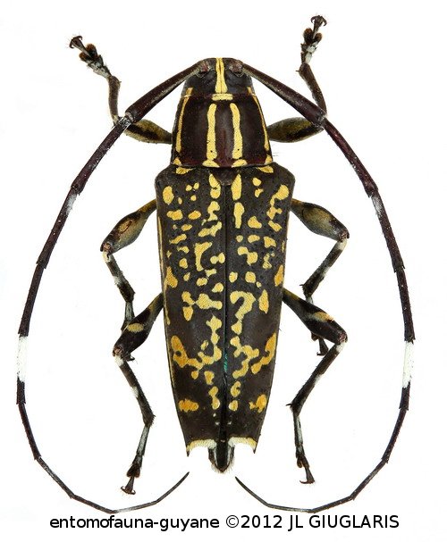 Colobothea obconica  Aurivillius, 1902