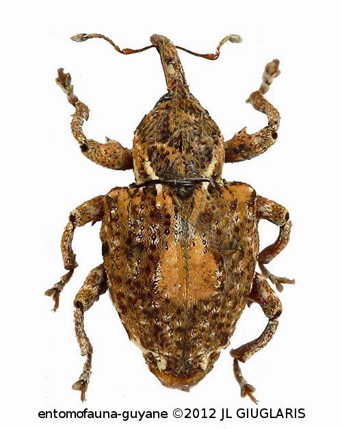Conotrachelus sp74