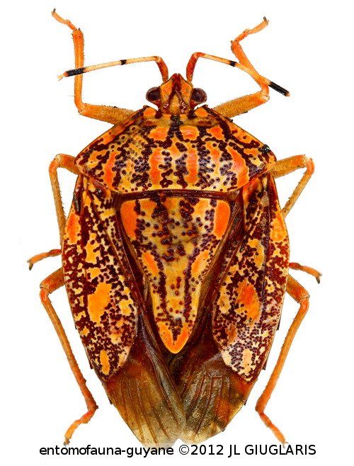 Pentatomidae Gen sp1