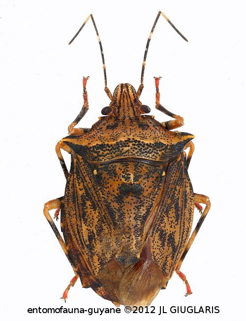 Pentatomidae Gen sp3