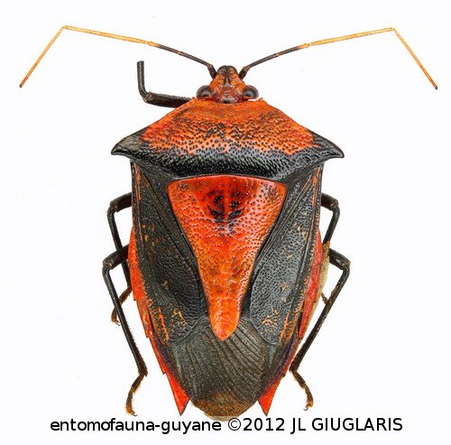 Pentatomidae Gen sp5