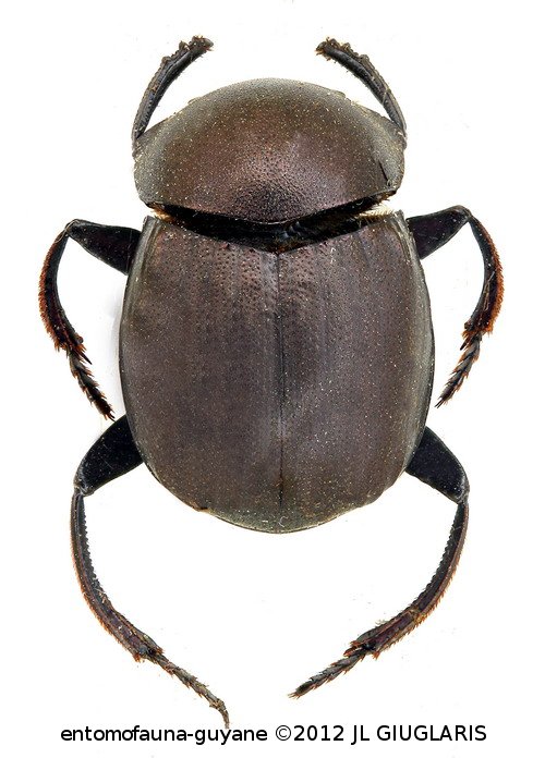 Deltochilum (Deltohyboma) guyanense  Paulian, 1933