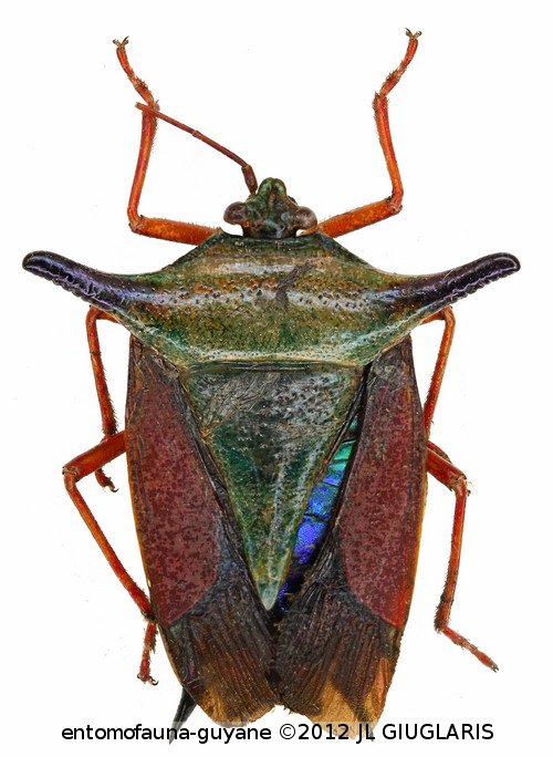 Pentatomidae Gen sp6