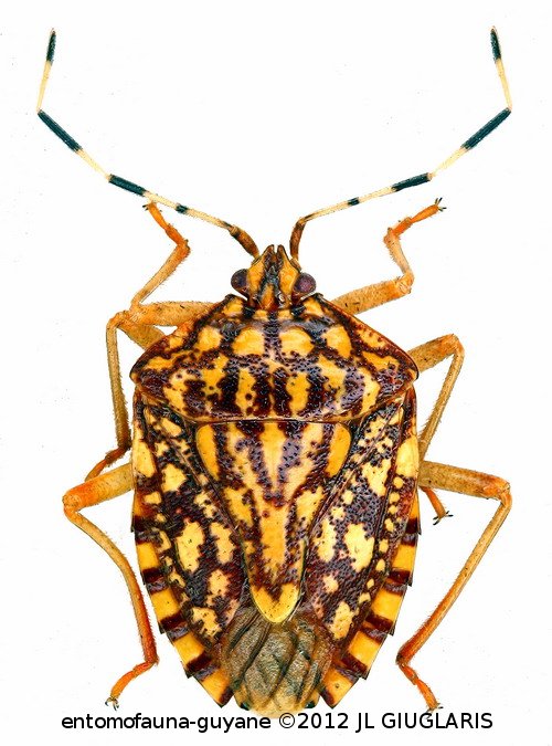 Pentatomidae Gen sp7