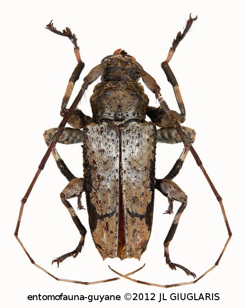Oreodera basicretata Neouze & Tavakilian, 2010