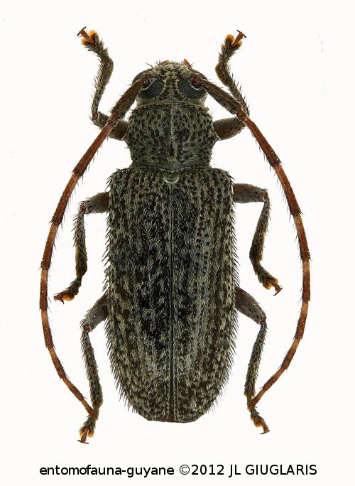 Drycothaea brasiliensis  (Breuning, 1974)