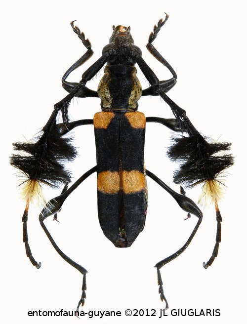 Cosmisoma ammiralis  (Linné, 1767)