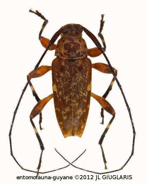 Acanthocinini Gen sp G157