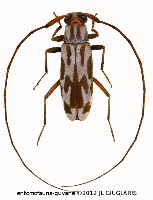 Acanthocinini Gen sp G164