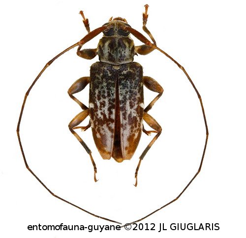 Acanthocinini Gen sp G176